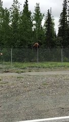 Nimble Bear Climbs a Fence