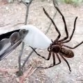 Une araignée assoiffée vient boire sur un coton imbibé d'eau