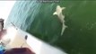 Un monstre surgit et emporte un requin sous les yeux des pecheurs