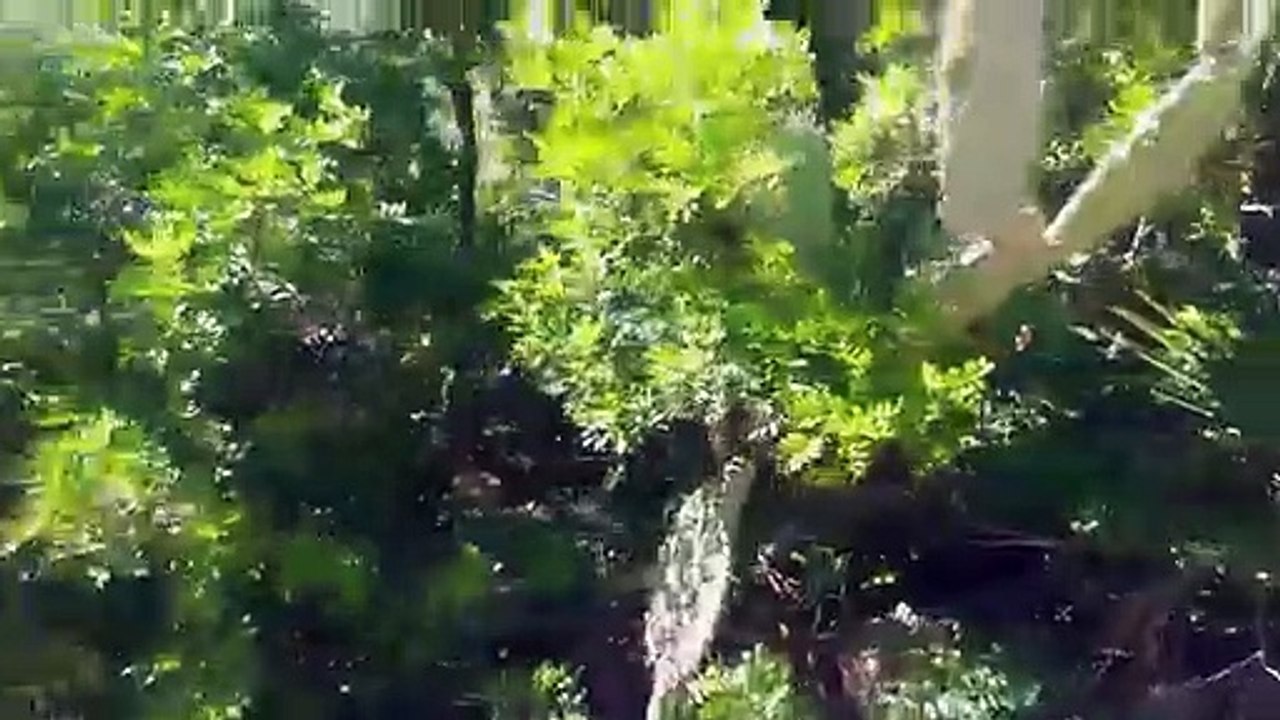 ‫ حال نبات الصبار في الشمال ‬