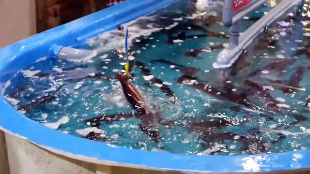 Street Food Market Discovery Japanese Street Food - DANCING SQUID SASHIMI Hakodate Japan Seafood