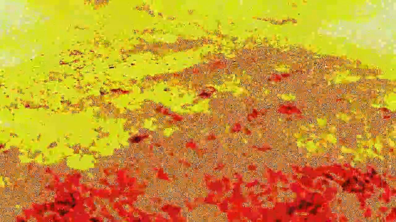 Yins Severity