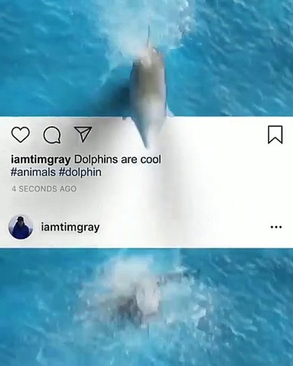 TopSaver138670925Dolphin are cool