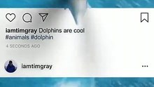 TopSaver138670925Dolphin are cool
