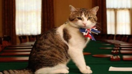 قط يحتل مكانة وظيفية كبيرة بمقر رئاسة الوزراء البريطانية