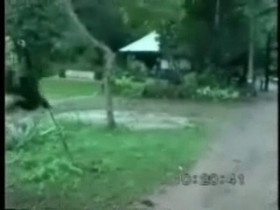 Monkey