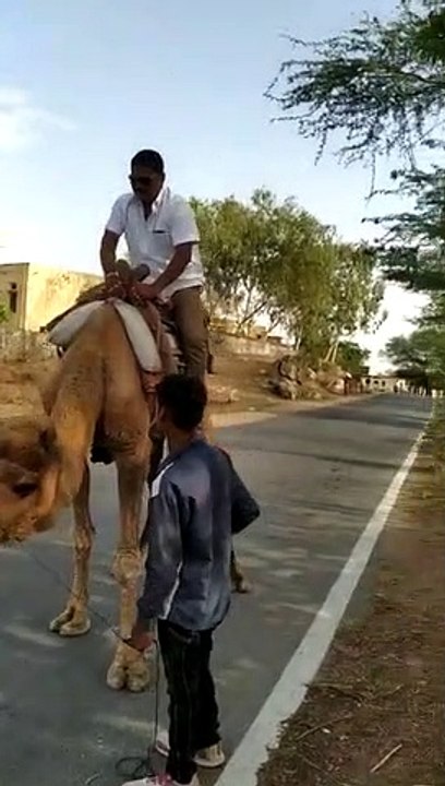 Camel drive fall..funny