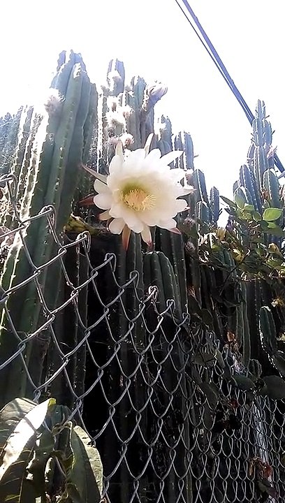 Fleurs de cactus à San Jose, CA, USA, à l'été 2018 :