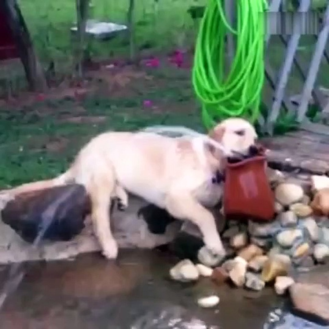 ⁣Lazy Pets