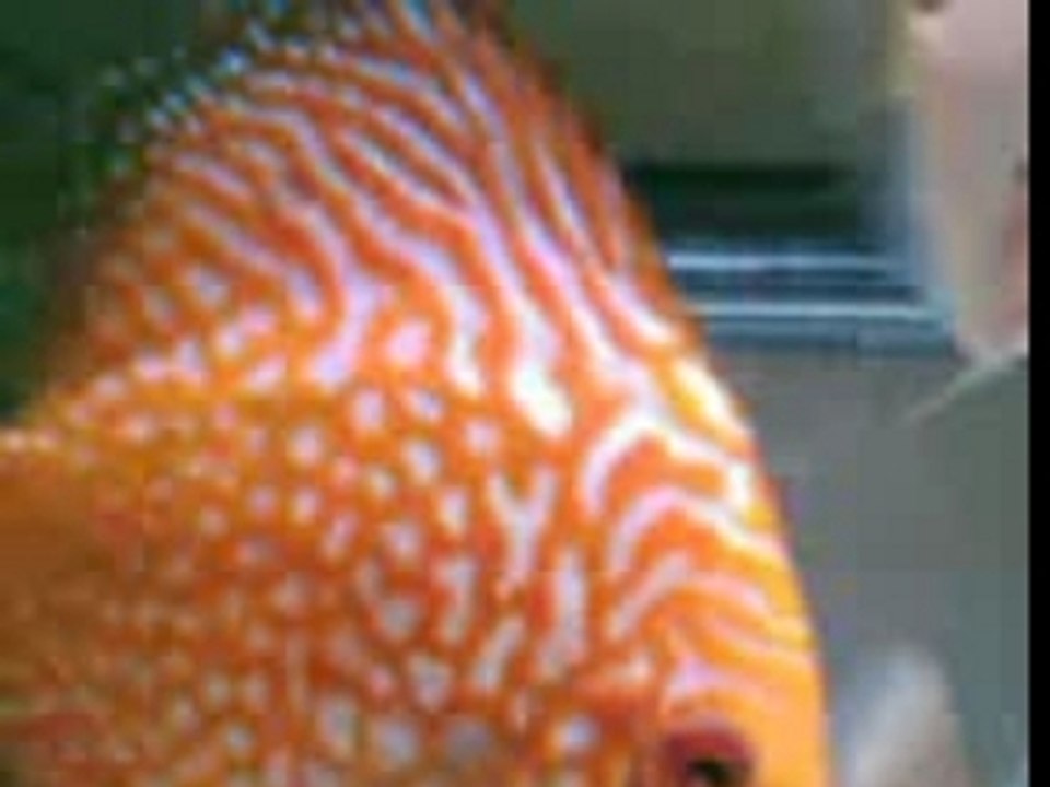 Discuslar