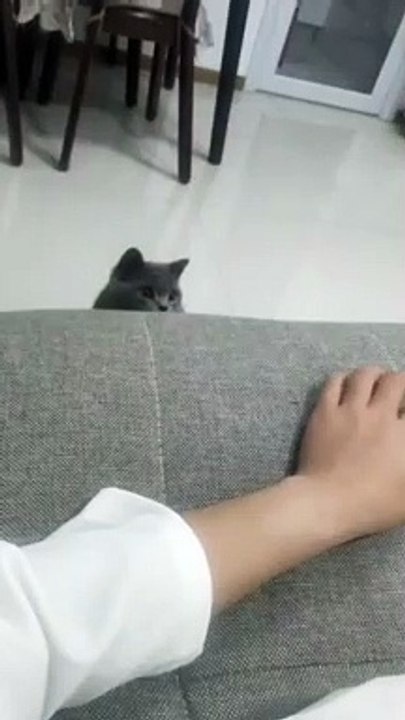 She is swifter than the cat.