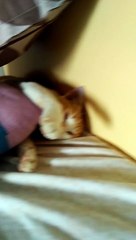 Cute cat sleeping
