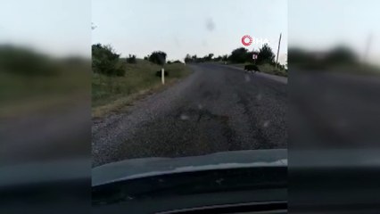 Konya'da yola inen domuzlar kamerada