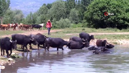 Afrika sıcaklarında suya girerek serinleyen mandalar havadan görüntülendi