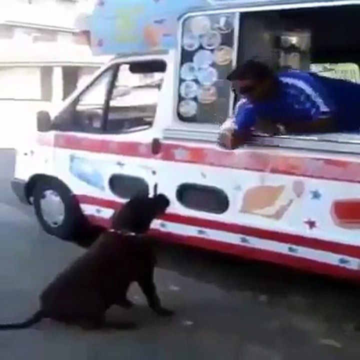 Chiens mignons en attente et heureux de voir le camion de la crème glacée
