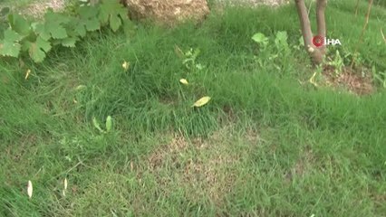 Köpekleri zehirleyen şüphelinin bulunması için para ödülü koydu