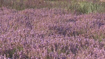 Edirne "mor turizme" hazırlanıyor - EDİRNE