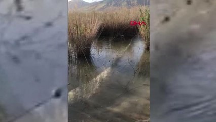 Van TIR'da, kaçak avlanan 2 ton inci kefali ele geçirildi