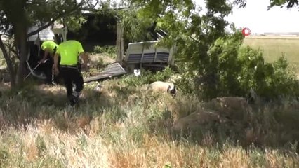 Koyun yüklü kamyonet devrildi: 2 yaralı