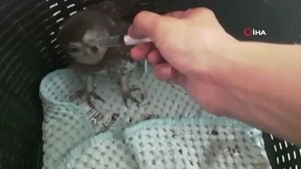 - Yuvasından düşen yavru baykuşa anne şefkati