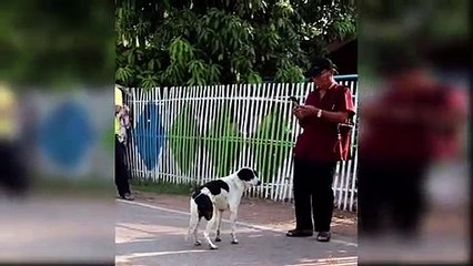 Dog Reaction to Best Music - Funny Dog Music Reaction Compilation