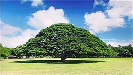 INSPI この木なんの木(日立の樹(日立製作所 9代目CMソング)