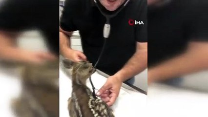 Yaralı karaca tedavi altına alındı