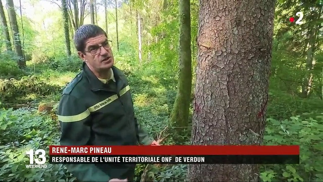 Grand Est : un insecte tueur d'arbres