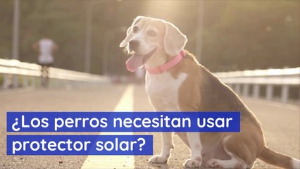 Los perros necesitan usar protector solar