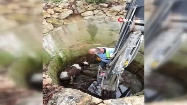 Su kuyusuna düşen dana itfaiye ekiplerince kurtarıldı