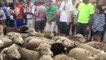 Bédoin : des centaines de moutons pour la transhumance traditionnelle au pied du Ventoux