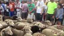 Bédoin : des centaines de moutons pour la transhumance traditionnelle au pied du Ventoux