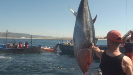 Almadrabas, una pesca sostenible desde hace tres mil años