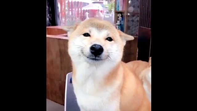 Un chien faits de grands sourires