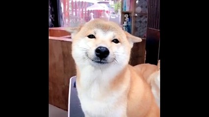 Un chien faits de grands sourires