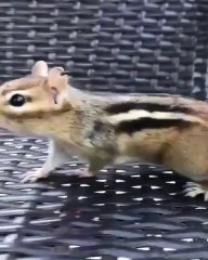 Tous les matins elle appelle un écureuil qui traverse le jardin pour venir manger !