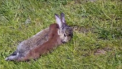 Ce furet emporte un lapin plus gros que lui dans son terrier... Gourmand