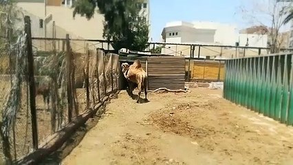 Female Camel Prefers Fresh Snacks By visitors