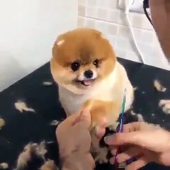 Regardez ce chiot se faire toiletter avec beaucoup de plaisir !!