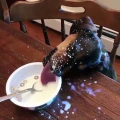 Quand on laisse son chien deux minutes tout seul, voici ce qui arrive !