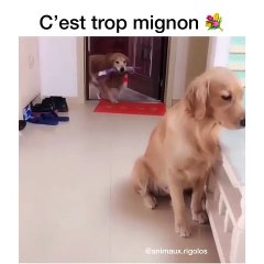 Ce chien va faire une chose très inattendue. Regardez !