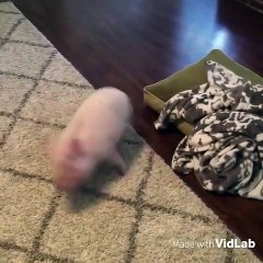 Ce petit cochon a un rythme d'enfer. Admirez !