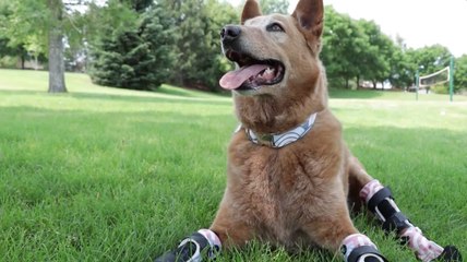 Nothing Can Stop This Dog From Living His Best Life