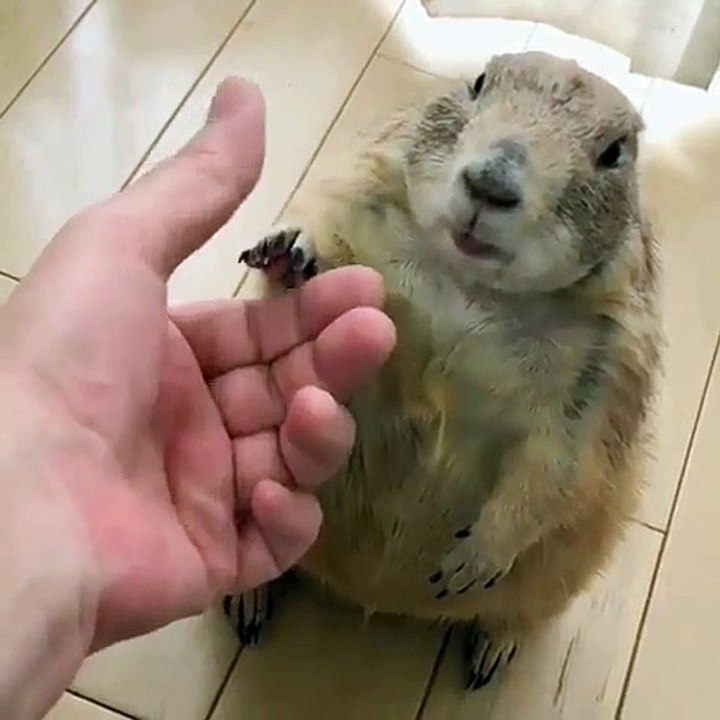 Ce chien de prairie aime beaucoup donner la main quand il fait de nouvelles rencontres. Adorable !