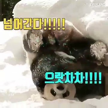 Ces Pandas jouant dans la neige sont trop cute !