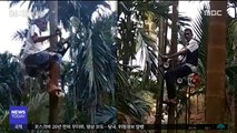 [투데이 영상] 코코넛 나무 오르는 '오토바이'