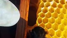 TopSaver238175086A bee doesn't want to be touched
