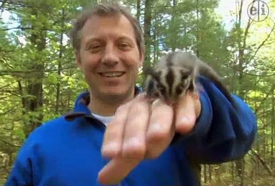 Wild Kratts - Tazzy Chris