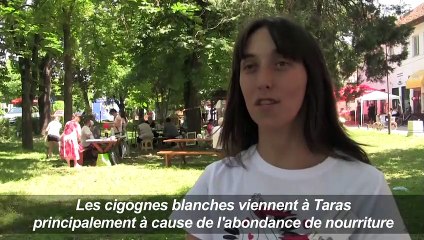 En Serbie, la fête de la cigogne dans un village de Voïvodine