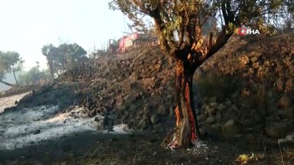 İzmir’de orman yangınında zeytin ağaçları kül oldu